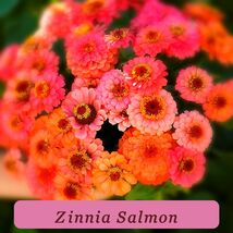 7535 zinnia salmon pop thumb200
