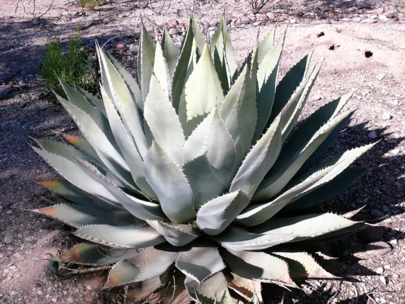 5 Seeds  ARTICHOKE AGAVE Parry&#39;s Huachuca Parryi Huachucensis Succulent Cactus  - £9.73 GBP