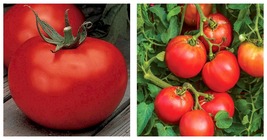 30 Seeds Better Boy Tomato Seeds Fresh Garden Seeds FREE SHIP - £23.17 GBP