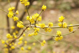 10 Spicebush Wild Allspice Lindera Benzoin Spice Bush Berry Yellow Flowe... - $19.98