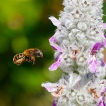 Lambs Ear Flower Seeds Fast Ship Fresh Seeds Usa Seller - $9.98