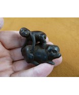 TNE-APE-MO-1) little Monkey on pig ride TAGUA NUT nuts figurine - $39.99