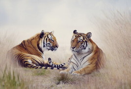 painting Giclee s Modern Simple Art Wall Decor Two Tiger Printed canvas - £7.46 GBP+