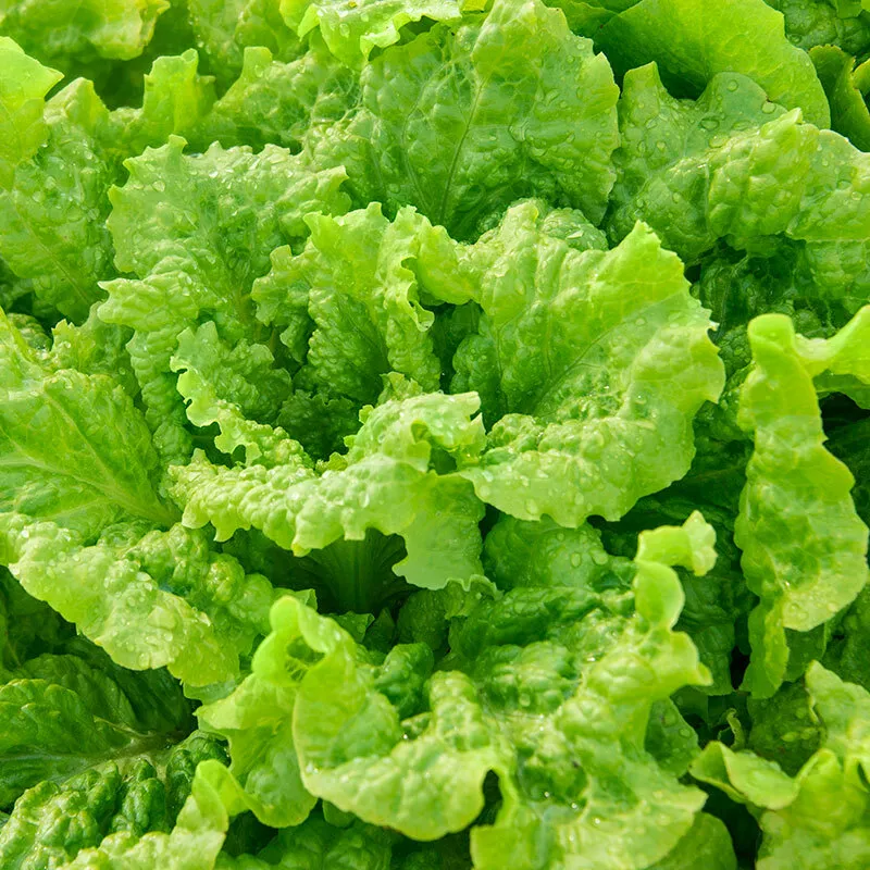 Black Simpson Lettuce Leaf Vegetable NON GMO 600 Seeds - £7.55 GBP
