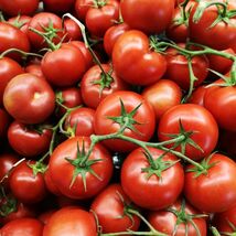Oregon Spring Tomato Seeds, Cool Climate Tomato, NON-GMO, Heirloom, FREE... - $1.67+