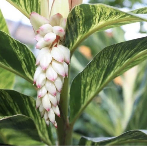 Rare Variegated Shell Ginger (1) Rhizome Alpinia Zerumbet - $3.89