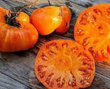 50 Seeds Persimmon Tomato Vegetable Garden - £7.81 GBP