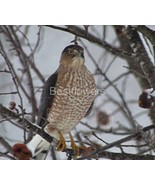 Cooper&#39;s Hawk in Tree Looking Straight Ahead - 8x10 Unframed Photograph - £13.15 GBP