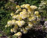NORTHERN HI LIGHTS Azalea Rhododendron Hybrid STARTER Plant - £29.93 GBP