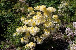 NORTHERN HI LIGHTS Azalea Rhododendron Hybrid STARTER Plant - £29.89 GBP