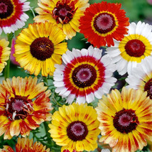 250 Seeds Chrysanthemum Carinatum Rainbow Dazzler Mix Fresh Seeds - £18.29 GBP