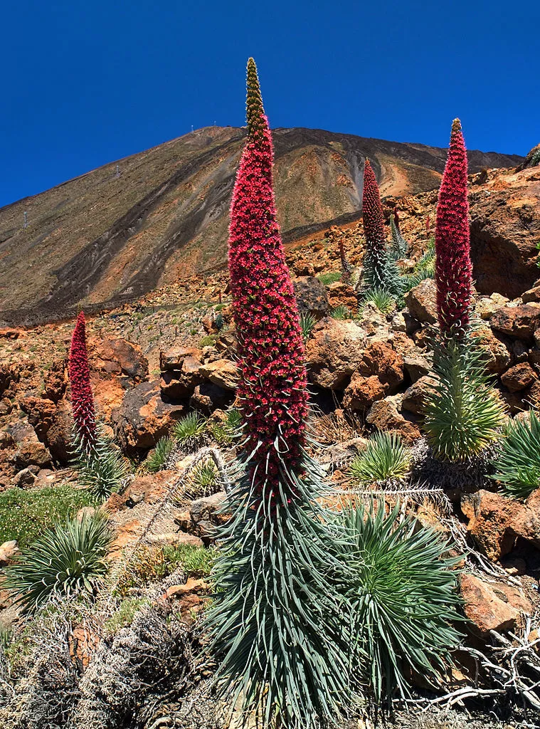 100 ECHIUM WILDPRETII Seeds (Tower of Jewels) | NON-GMO | | Fresh - $25.03