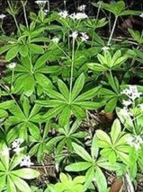 20Pcs Sweet Woodruff Asperula Galium Odoratum Shade White Flower Seeds Comb S H  - $11.26