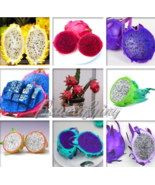 Mix Colors Dragon Fruit Seeds - $338.63 MXN