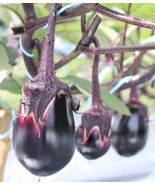 Senshu Kinukawa Mizu Eggplant Seeds – Rare Japanese Heirloom for Pickling - $71.06 MXN+