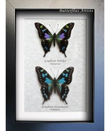 Graphium Stresemanni Weiskei RARE Blue Purple Spot Swallowtail Real Butt... - $98.99