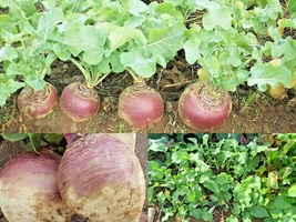 501+PURPLE Top Rutabaga Spring Fall Vegetable Seeds Garden Container - $13.00