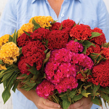 Chief Mix Celosia Seeds, Chief Mix Celosia Flower Seeds  - $14.99
