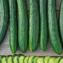 25+ Burpless Tasty Green Cucumber Seeds | Crisp, Sweet Garden Cucumbers - $16.50