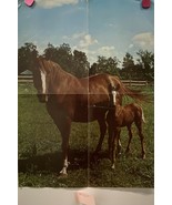 Horse and colt poster , dynamite magazine 1972 Vintage, Folded - $12.55