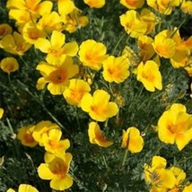 HS Poppy California Gold 500 Seeds  - £4.77 GBP