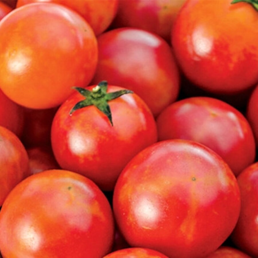 Isis Candy Cherry Tomato Sweet Organic Standards Fresh Gardening - $16.52