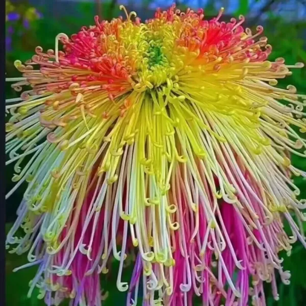 Colorful Spider Chrysanthemum Mums Bright Eye Catching Flower 25 Seeds Fresh Gar - £7.85 GBP