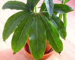Sale 10 Seeds Fanleaf Chinese Green Dragon Arum Pinellia Pedatisecta Hou... - $9.90