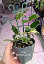 Item image 1 image 1