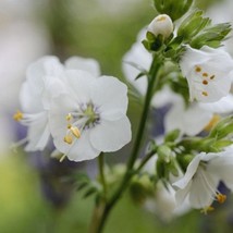 Jacobs Ladder White Flower Seeds Polemonium Caeruleum 50 Seeds Fresh Seeds - $13.98