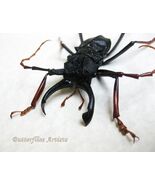 RARE Longhorn Beetle Prionocalus Cacicus Framed Entomology Shadowbox Dis... - $1,815.88 MXN
