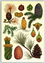 Postcard Kew Botanicum Conifers Korean Fir Scots Pine Monkey Puzzle Silv... - $4.00