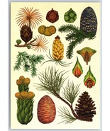 Postcard Kew Botanicum Conifers Korean Fir Scots Pine Monkey Puzzle Silv... - £3.12 GBP