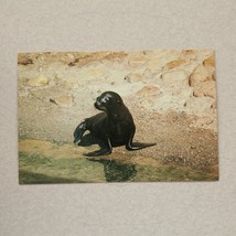 Postcard - Mystic Marinelife Aquarium&#39;s California Seal 1984 - $3.83