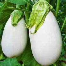 Qinshu White Eggplant Hybrid, 10 grams seeds / pack - $28.19