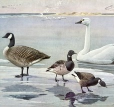 Canada Goose Swan Brant 1955 Plate Print Birds Of America Nature Art DWEE31 - $24.99