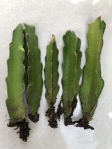 5 Rooted Dragon Fruit Cuttings White Pitaya Cactus Bare Root Ready To Plant USA  - $79.98