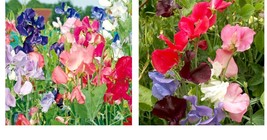 75 Seeds! Sweet Pea Early Multiflora Flower Mix Lathyrus Fragrant Vine Seeds - $26.99