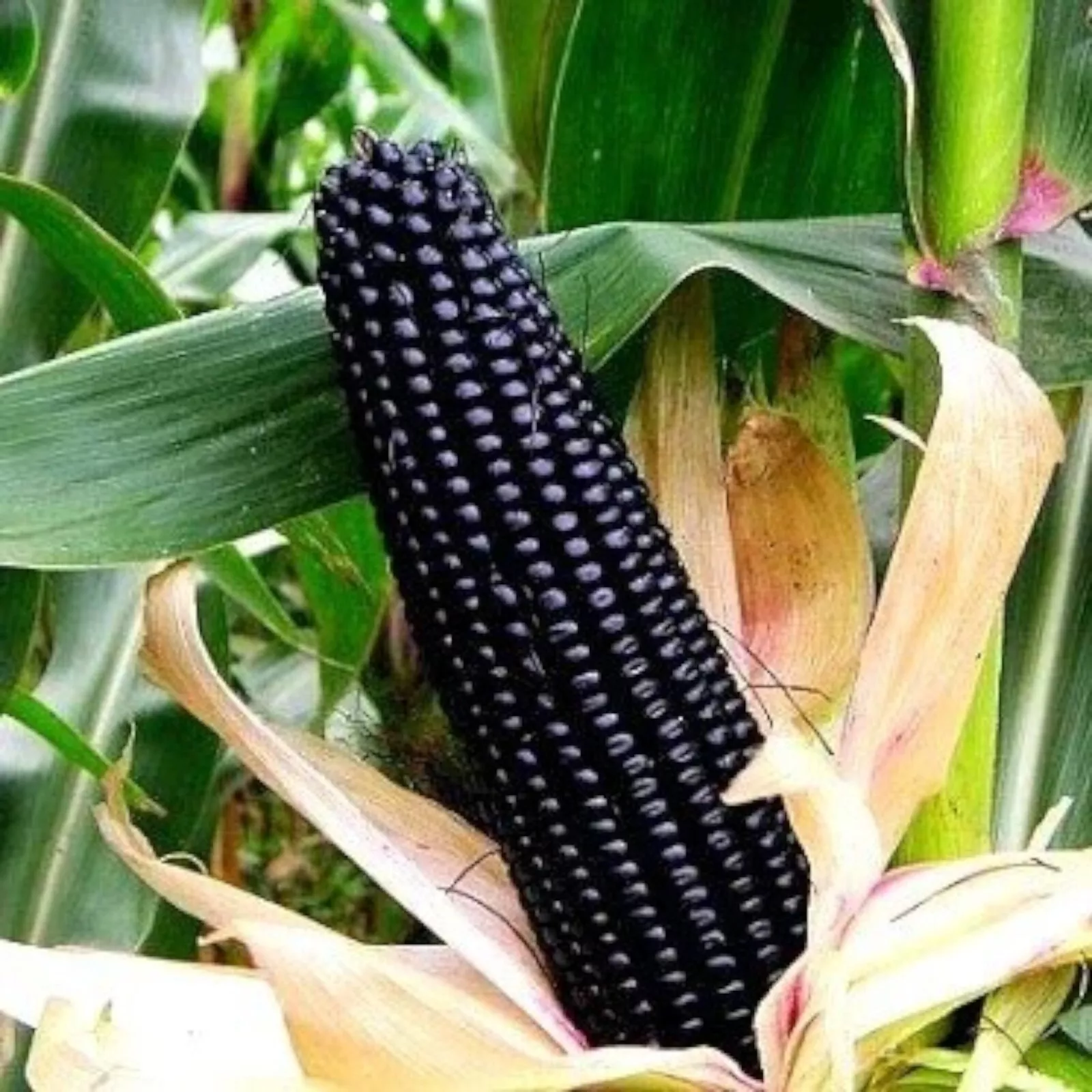 50 of Black Corn Heirloom Seeds - Non-GMO, Open-Pollinated Flour Corn - $4.88