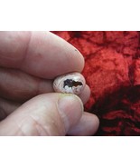 (O-590-44) orange red Mexican fire opal stone in matrix gemstone opals s... - $320.16 MXN