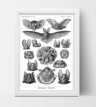 Chiroptera (Bats) Drawing (1904) by Ernst Haeckel Poster - $14.85+