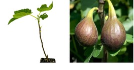 Live Plant Brown Turkey Fig Tree (California San Pedro) - Ficus carica - £30.53 GBP