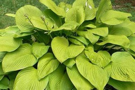 2.5&quot; pot hosta KEY WEST large yellow gold big disease-free - 1 Live Potted Plant - £39.07 GBP