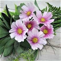 100 Seeds Of Cosmos Daydream Pastelpink Flowers 35 Tall New Hybrid - £7.03 GBP