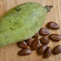 20 Pawpaw Tree Seeds Asimina Triloba Native American Fruit Tree Organic ... - $30.40