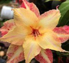 GOLDEN STAR Adenium Obesum Grafted Plant~Desert Rose Plant *USA Grown* - $49.99