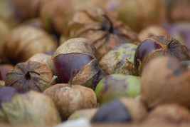 Tomatillo Purple Decorative 30 Seeds* - £6.83 GBP