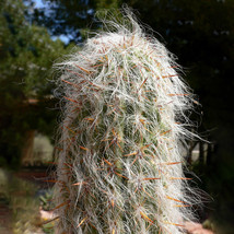 10 pcs Oreocereus Celsianus Seeds Rare Cactus Succulent Plants FROM GARDEN - £7.32 GBP