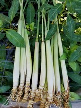 12 live plant Fresh rooted lemongrass, ready to pot and soil in garden. ... - $31.98