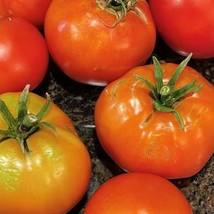 Creole Tomato Seeds Organic New Fresh Seeds - £3.18 GBP